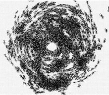 Спираль из муравьев