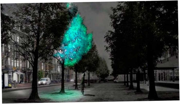 биолюминесцентные деревья